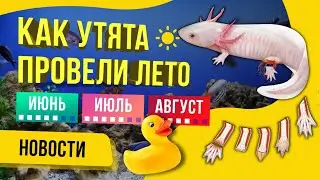 Как утята провели лето. Новости Утиного Движения