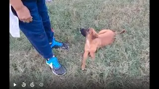Tiny tune Stray pup activity in evening/running/walking/playing/peeing/Mountain village usa uk anime