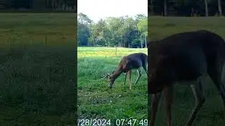 Buck is mowing down the clover #2024 #nature #buck #clover #foodplot #new #wildlife #trailcam