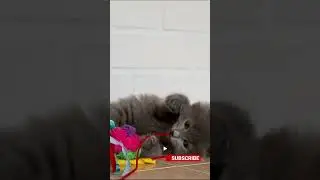 Kitten's playful antics will melt your heart!