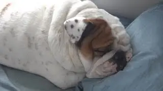 Porkchop the Bulldog in 