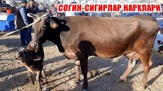 ЧИРОКЧИ МОЛ БОЗОРИ НАРХЛАРИ 2021 | CHIROQCHI MOL BOZORI NARXLARI