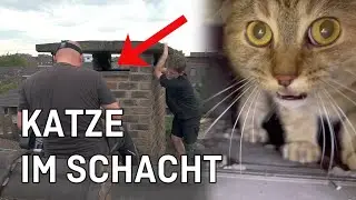 Bonn: Cat falls into shaft, fire department cannot help - Animal emergency hotline 