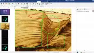 Create Collections of Regions of Interest, Measurements, & more in Image-Pro