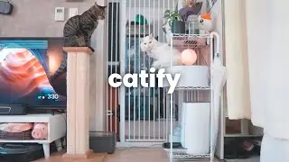 One CHEAP way to Catify (Catification Ideas)!