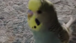 HEPİMİZİ TEHDİT ETTİ ♥️♥️