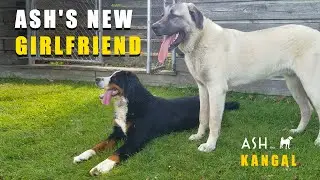 8 MONTH OLD KANGAL'S GIRLFRIEND