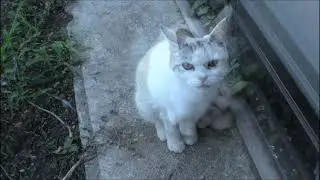 三毛猫母ちゃん、三毛猫茶、息子