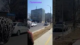 Киргили 