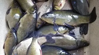 ЖАРЕНЫЙ РОТАН, НЕЖНОЕ И ВКУСНОЕ МЯСО 😆👍👍👍✌️