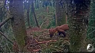 Three visitor to spotted eagle nest with a difference of a minute/Три визита с разницей в минуту