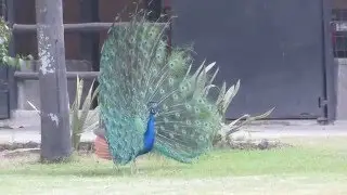Pavo real en Hacienda El Carmen, Jalisco, Mexico