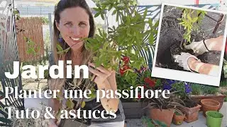 🌿 Planter et tuteurer une passiflore | Tuto jardin & plantes grimpantes 👩🏼‍🌾
