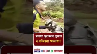 6 कोंबड्या खाल्ल्या !