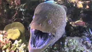 Giant Moray eel at cleaning station Egypt HD
