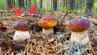 ГРИБНИК ПОПАЛ В ГРИБНОЙ ПЛЕН! БЕЛЫЕ ГРИБЫ НЕ ОТПУСКАЮТ ИЗ ЛЕСА! Грибы 2021