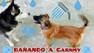 47. BAÑO A GARNMY + SECRETOS DE GARNMY QUE DESCONOCÍAS