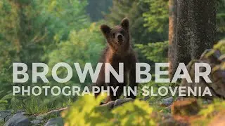 Photographing Brown Bears in Slovenia Vlog #02