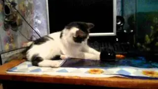 кот и колонка