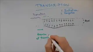 La transcription par Jonathan Dumas sur sa chaine.