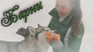 Моя БАРНИ или Как я Изменила свое Отношение к ХАСКИ