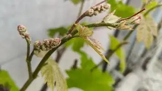 Учитесь сами! Импровизируйте, соблюдая полярность и последовательность!