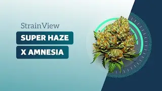 Super Haze X Amnesia - Strainview