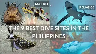 The 9 Best Dive Sites in the Philippines: Macro, Pelagics and Biomass
