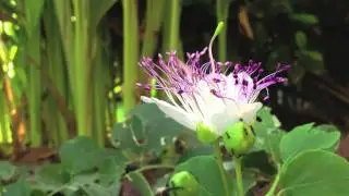 Time lapse of the opening of a Caper Flower - Capparis spinosa