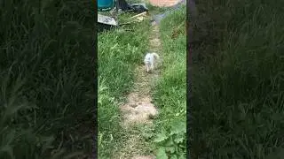կատու:)