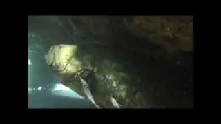 CANCUN GOLIATH GROUPER/GIANT JEWFISH.Cancun Diving