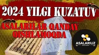 Asalarilar shunday qishlashi kerak