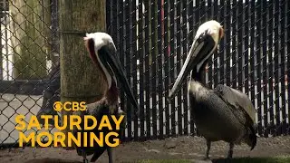 Florida's growing seabird population impacts local wildlife and a rescue org tries to help