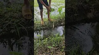 Hand hook fishing|bottle hook fishing|#fishing