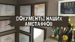 Документы питомника амстаффов Глорисбэнд. Чемпионства. Тесты по здоровью и психике.