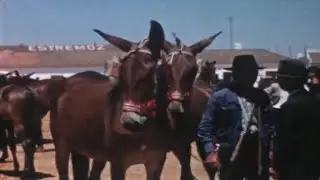 Feira do Cavalo, Estremoz 1958