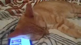 Кошка спит под колыбельную