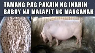 TAMANG PAG PAKAIN NG INAHIN BABOY NA MALAPIT NG MANGANAK