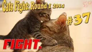 Коты Дерутся #1