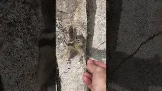Chipmunk politely asks to shake my hand