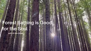 A Few Minutes of Forest Bathing is Good for the Soul