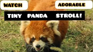 CUTE  PANDA WALK! #panda #pandagang #animals #animallover #animal #animalvideos #zoo #wildlife #