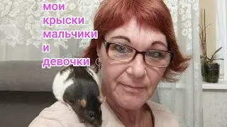 Мальчики и девочки крыски.И немного обо мне.