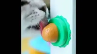 Catnip Ball Cat Snacks Catnip Energy Sugar Candy Toys Licking Solid Vitamin Kucing Energy Ball