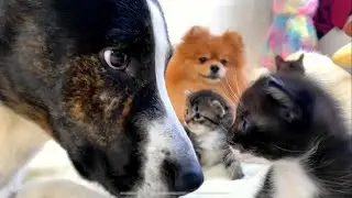 Странное кошачье семейство