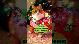 О, кот! Новогоднее. #shorts  #юмор #cat  #funny