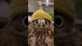 Совенок