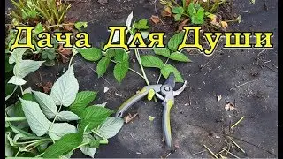 Trimming RASPBERRIES in summer: why? when? how much?