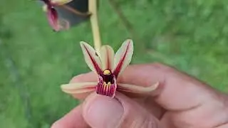 Fases do Desenvolvimento da Orquídea Cymbidium aloifolium