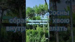 сосна сбрасывает хвою внутри. что делать. #сад #дача #растения